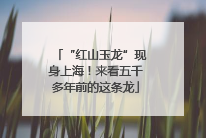 “红山玉龙”现身上海！来看五千多年前的这条龙
