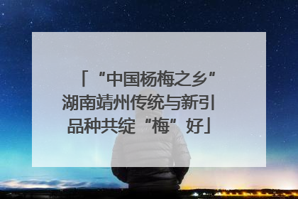 “中国杨梅之乡”湖南靖州传统与新引品种共绽“梅”好