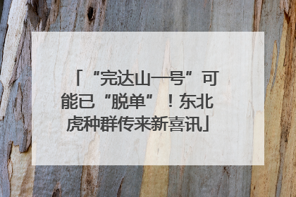 “完达山一号”可能已“脱单”！东北虎种群传来新喜讯