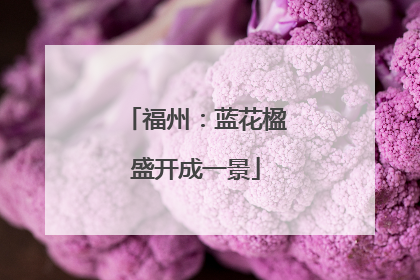 福州：蓝花楹盛开成一景