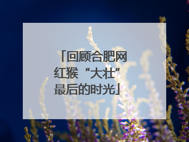 回顾合肥网红猴“大壮”最后的时光