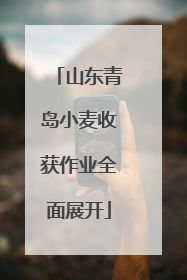 山东青岛小麦收获作业全面展开