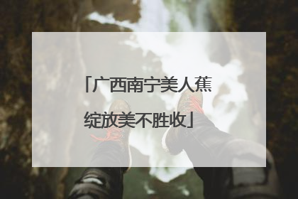 广西南宁美人蕉绽放美不胜收