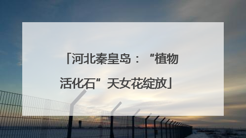 河北秦皇岛：“植物活化石”天女花绽放