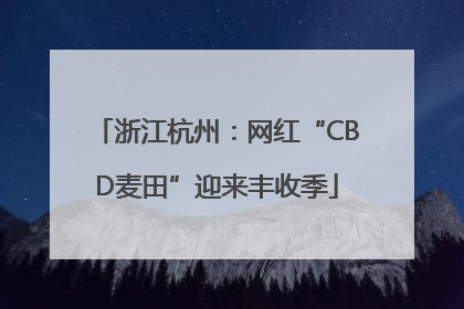 浙江杭州：网红“CBD麦田”迎来丰收季