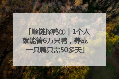 顺链探鸭③｜1个人就能管6万只鸭，养成一只鸭只需50多天
